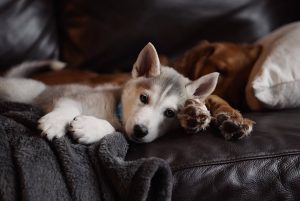 Two dogs relaxing on sofa together