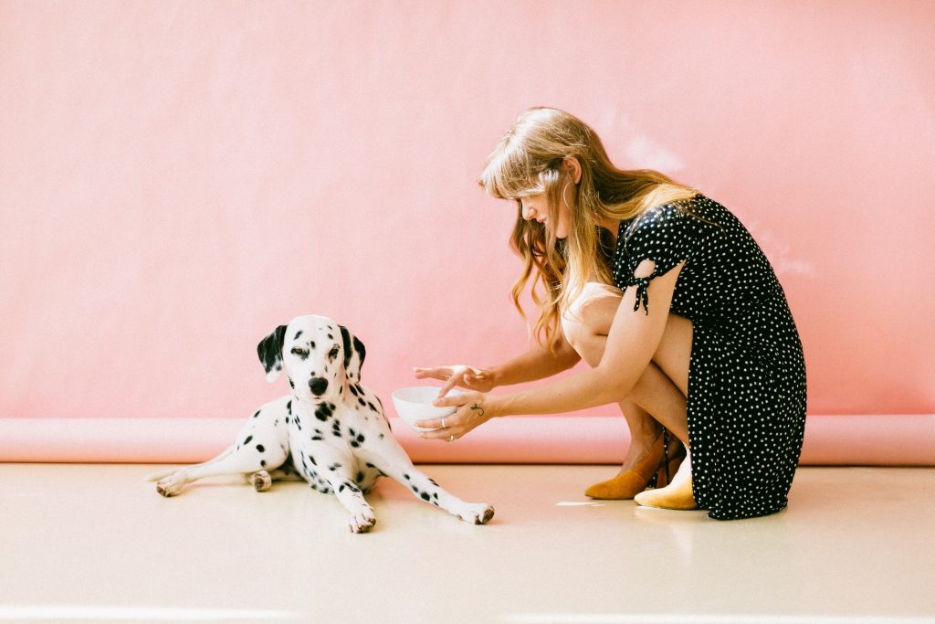 Dalmatian lays next to owner