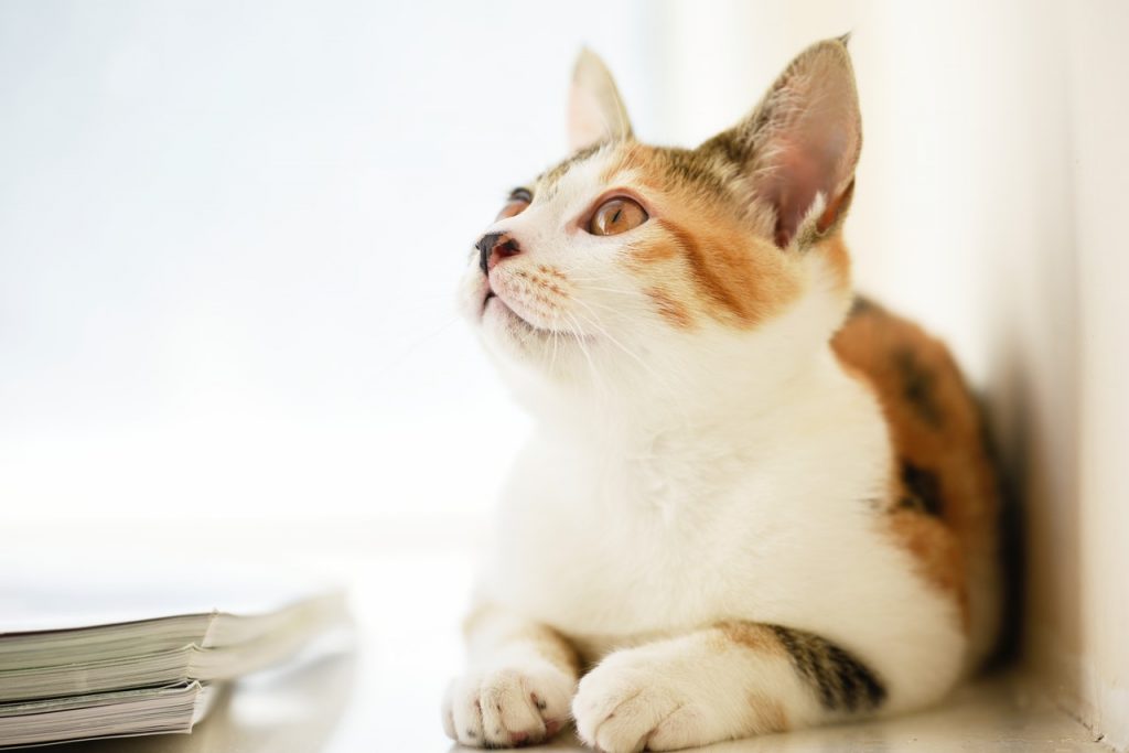 Cat lying beside book looking up