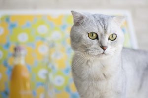 White cat staring