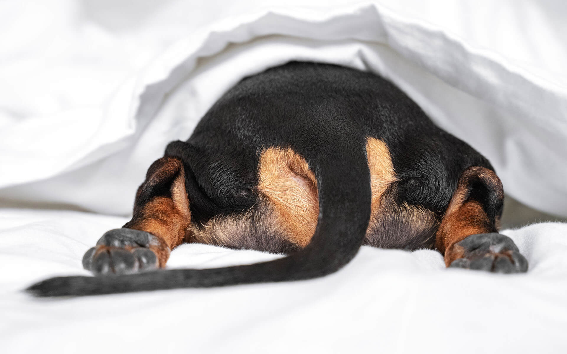 Dog hiding under sheets