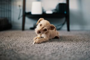 Puppy on carpet