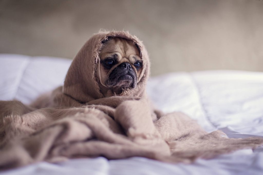 Pug wrapped up in a cloth