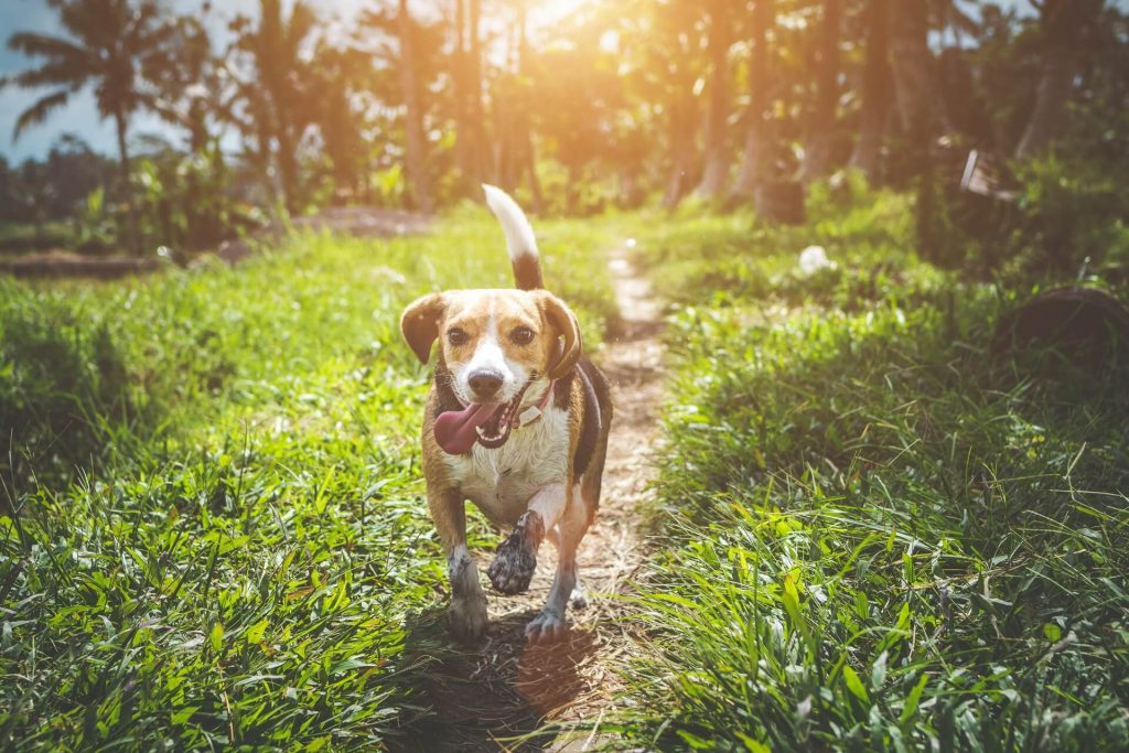 Dog running through field