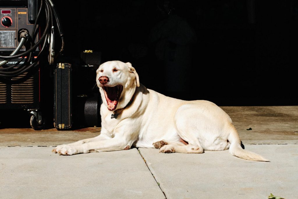 Labrador Retriever yawns