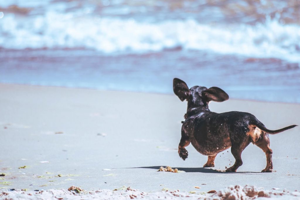 Black chihuahua on beach