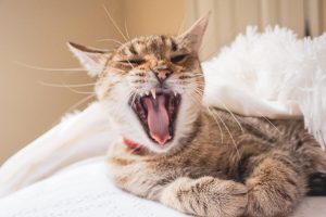 Tabby cat yawning