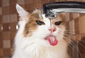 Cat drinking from tap