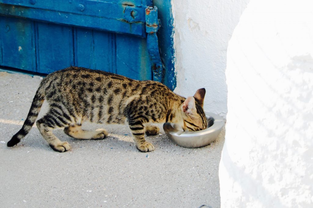 Cat eating from bowl