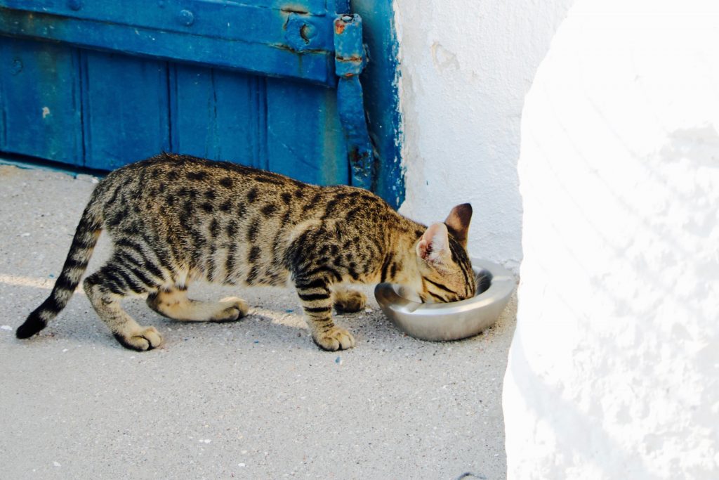 [Image: cat-eating-bowl-1024x683.jpg]