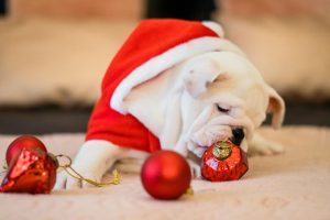 Dog wearing Christmas outfit
