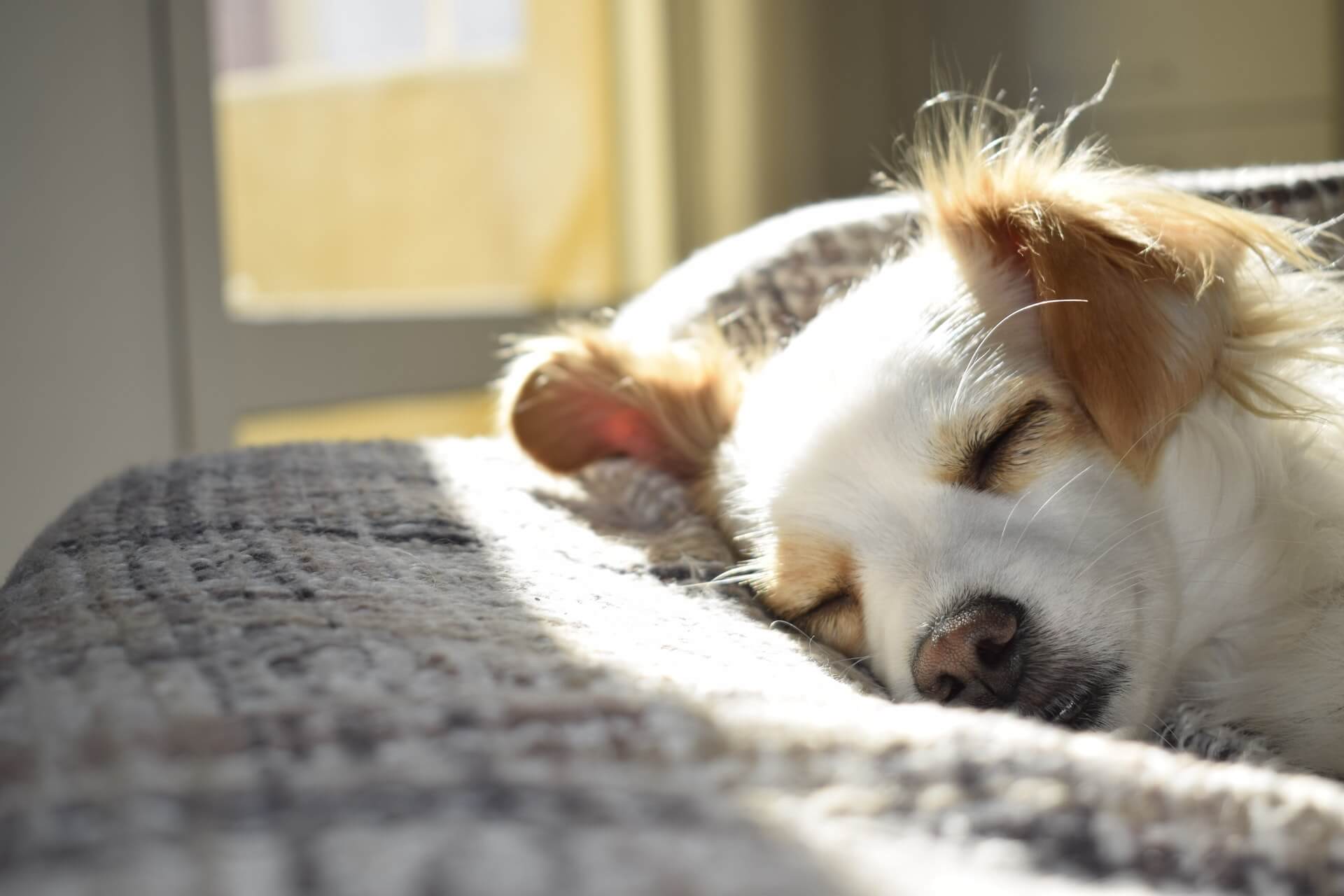 Dog sleeping in sunshine