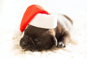 Pug wearing Christmas hat