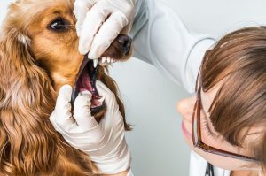 Vet dental check