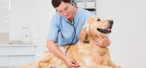 Dog vet treatment
