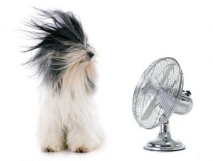 Dog with fan