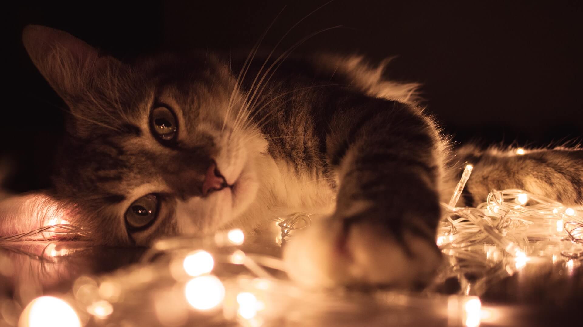 Cat lying on Christmas lights
