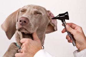 Dog ear check