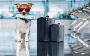 Dog and suitcase