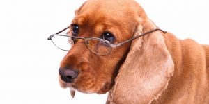 Old dog with glasses