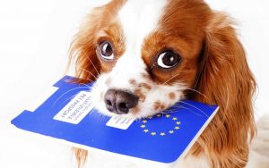 Dog with passport