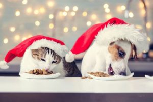 Dog and cat Christmas eating