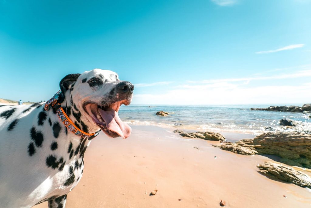 Dog on seashore