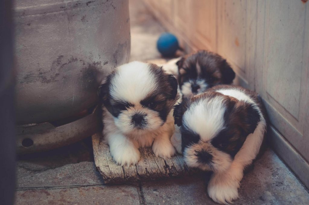 3 puppies play together