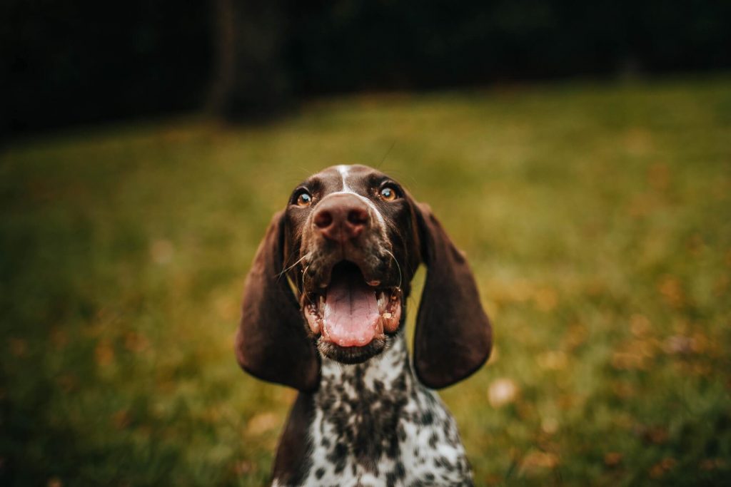 Dog stretching up