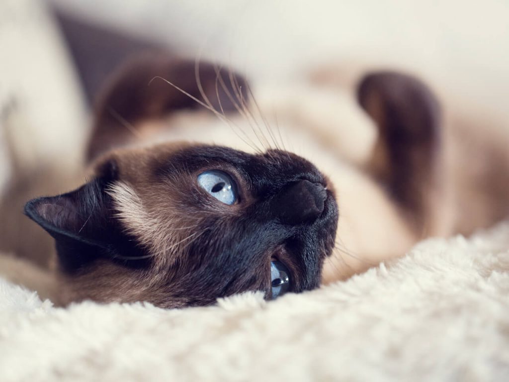 Siamese cat on blanket