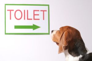 Toilet train dog