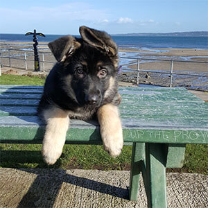 German Shepherd puppy at beach