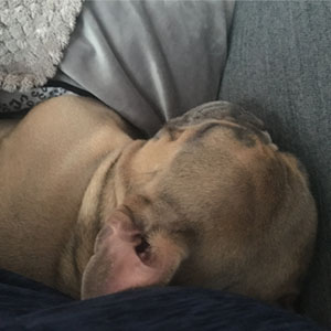 French Bulldog sleeping
