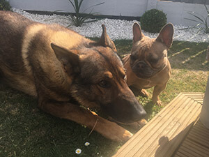 Coco the Frenchie and Sam the German Shepherd