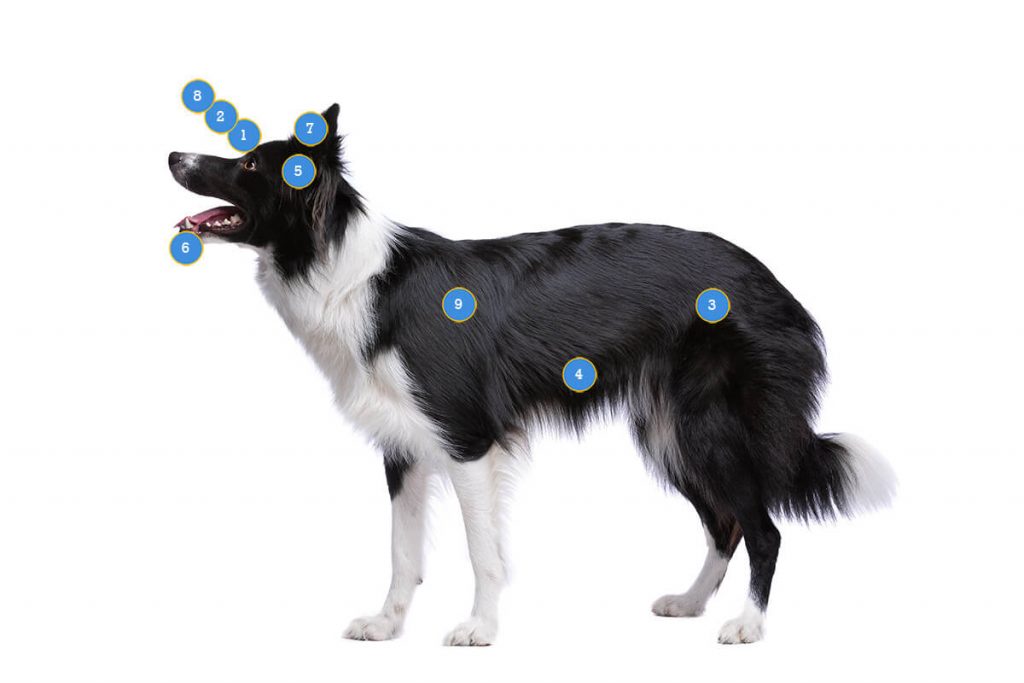 Border Collie health