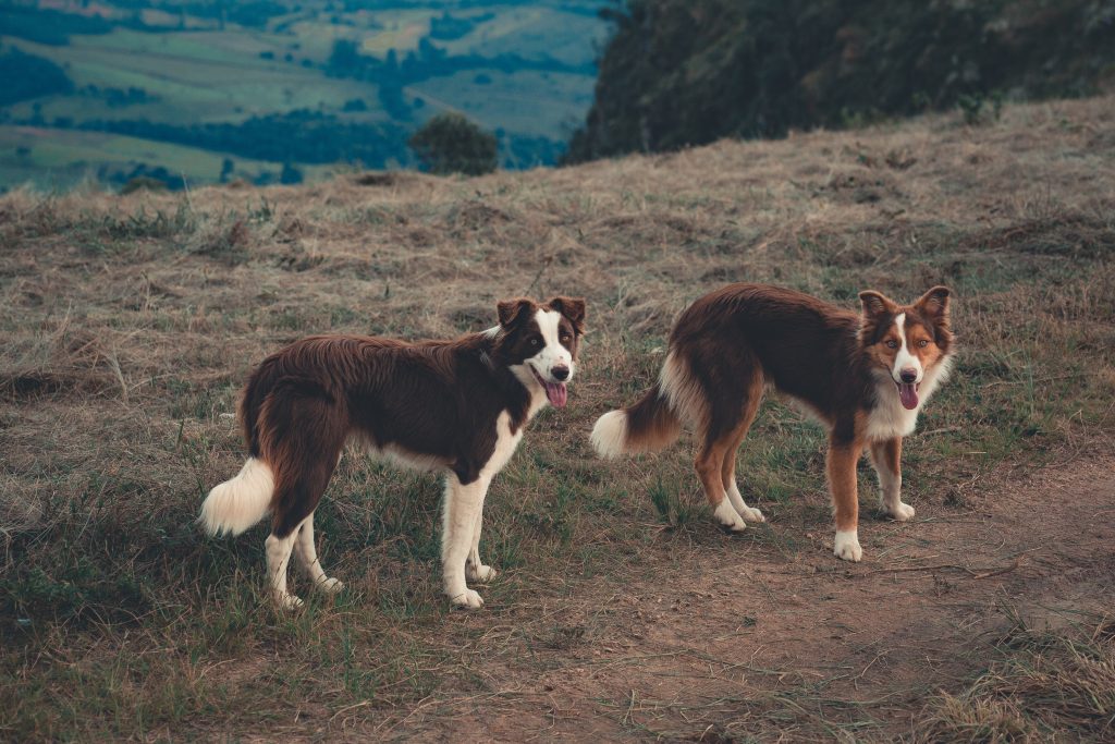 Border Collies on a hill