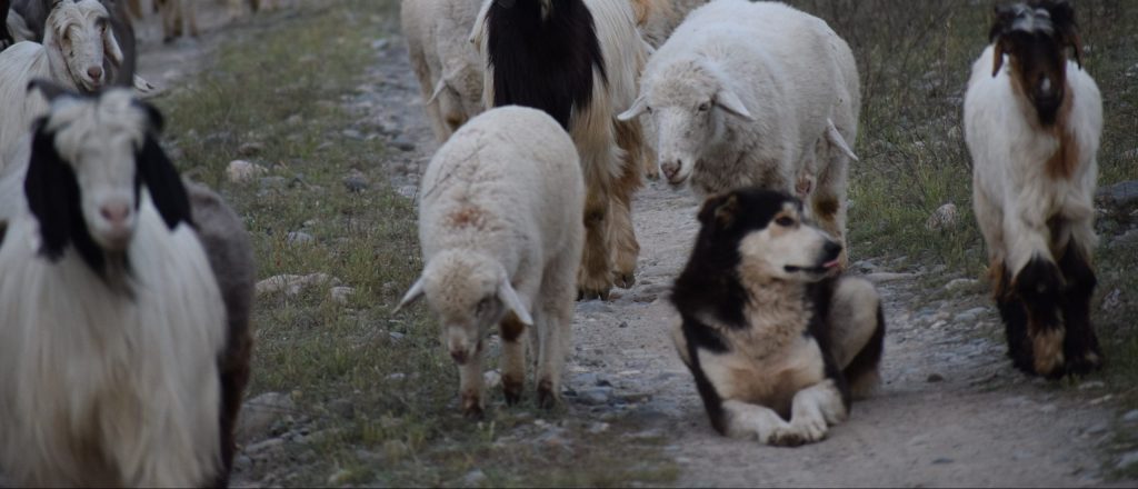 Sheep dog with sheep