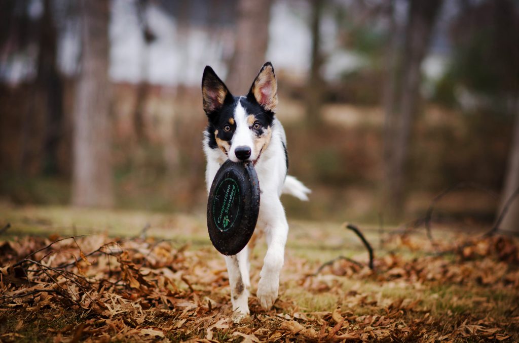 Border Collie with disk