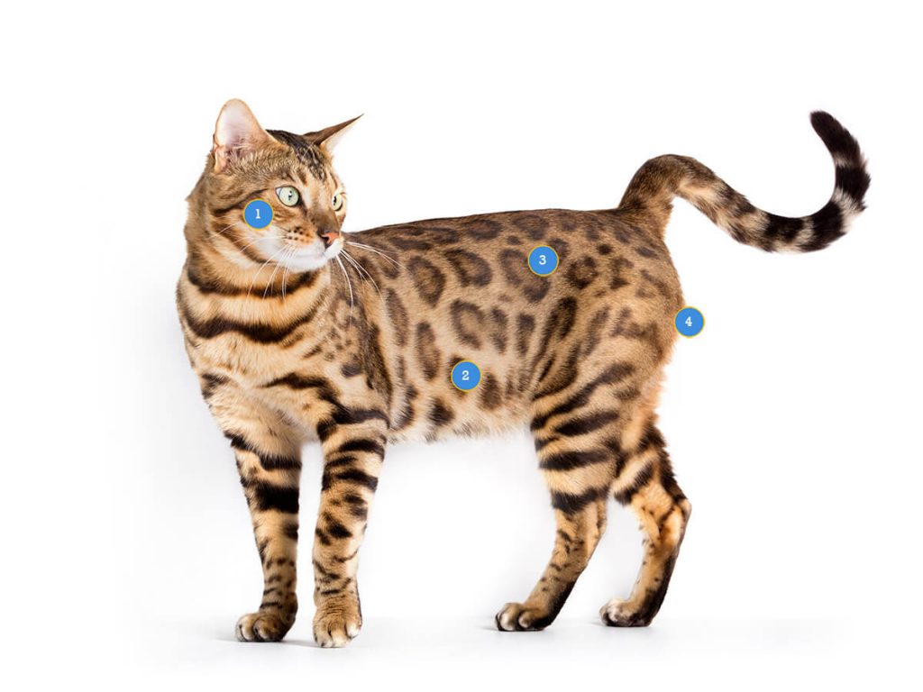 Bengal Cat Health Conditions
