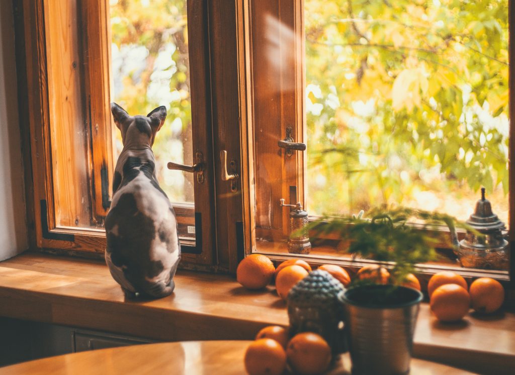 Cat Looking out window