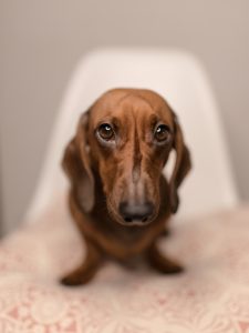 Dachshund