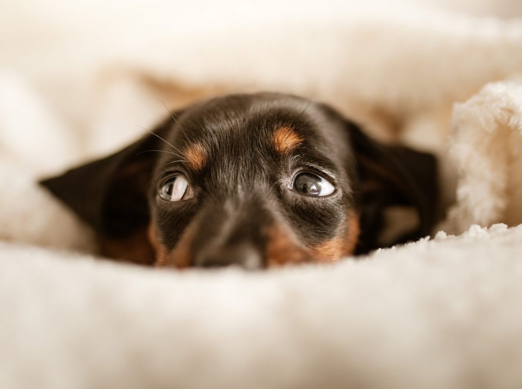 dog under blanket