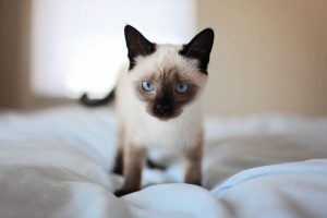 Siamese Cat Walking on Bed