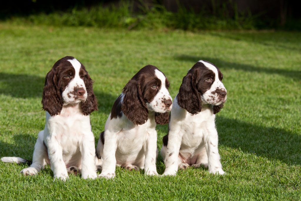 English Springer Spaniel Show