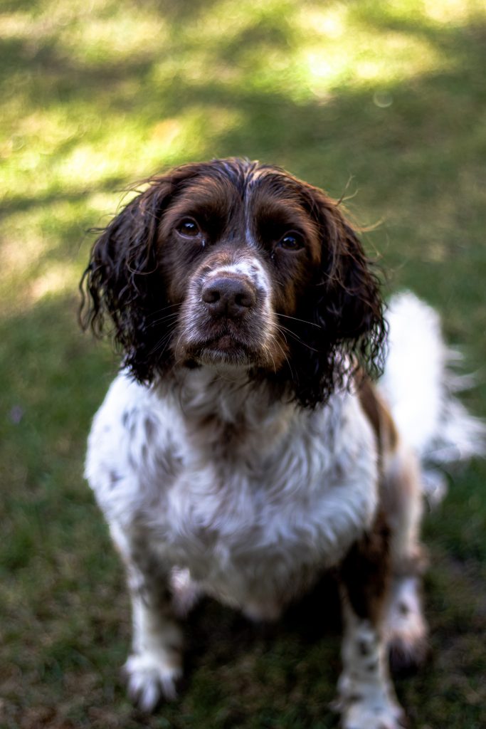 Guide to English Springer Spaniels - Guides - Community - Scratch & Patch
