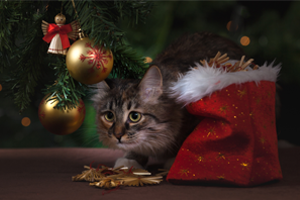 Christmas-Cat