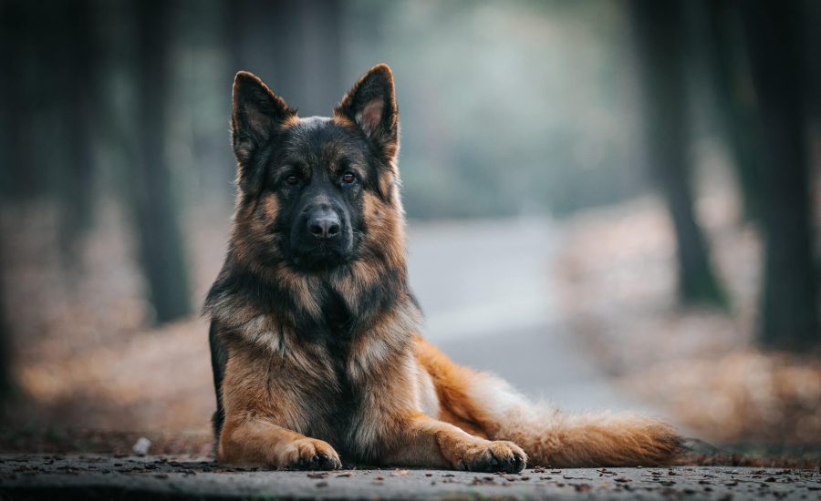 Ultimate Guide To German Shepherds 