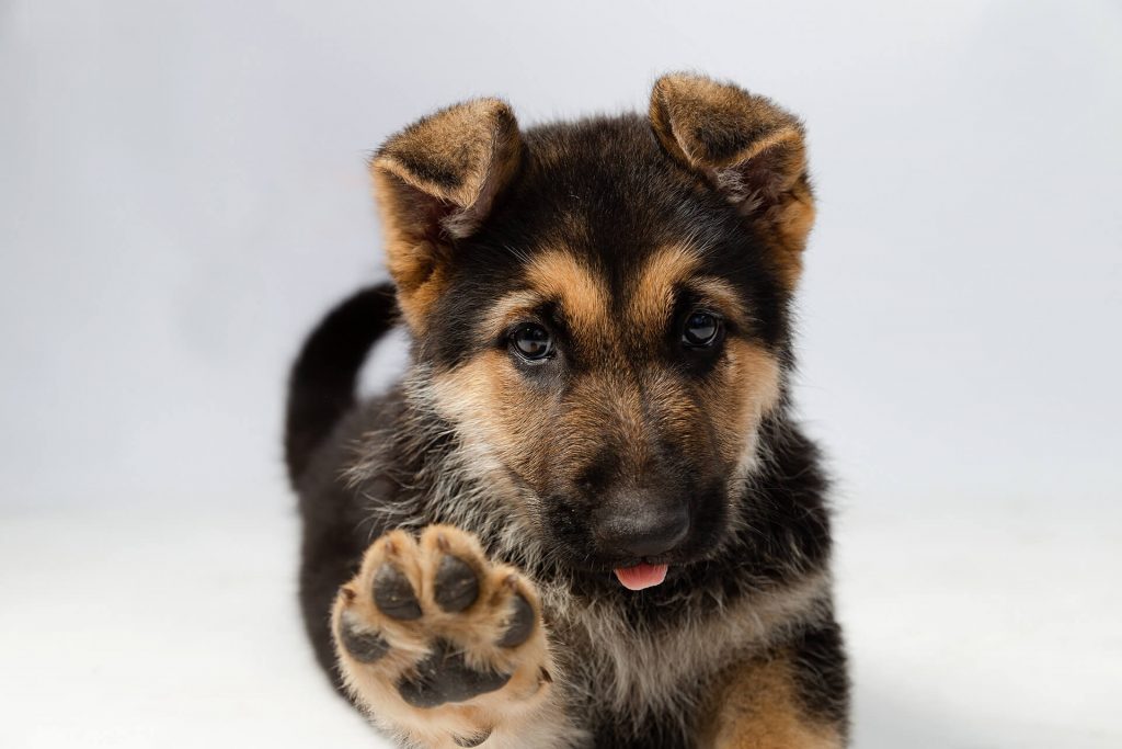 German Shepherd Puppy