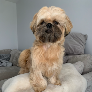 Toby 4