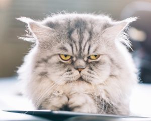 Angry Persian Cat